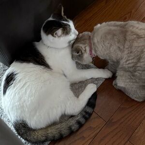 Meet your Posher, Carmen